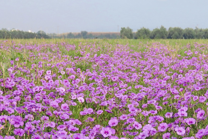 עפולה הירוקה